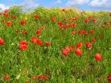 Gentil coquelicot...