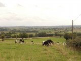 Vue sur les Coëvrons et les Prim'holstein