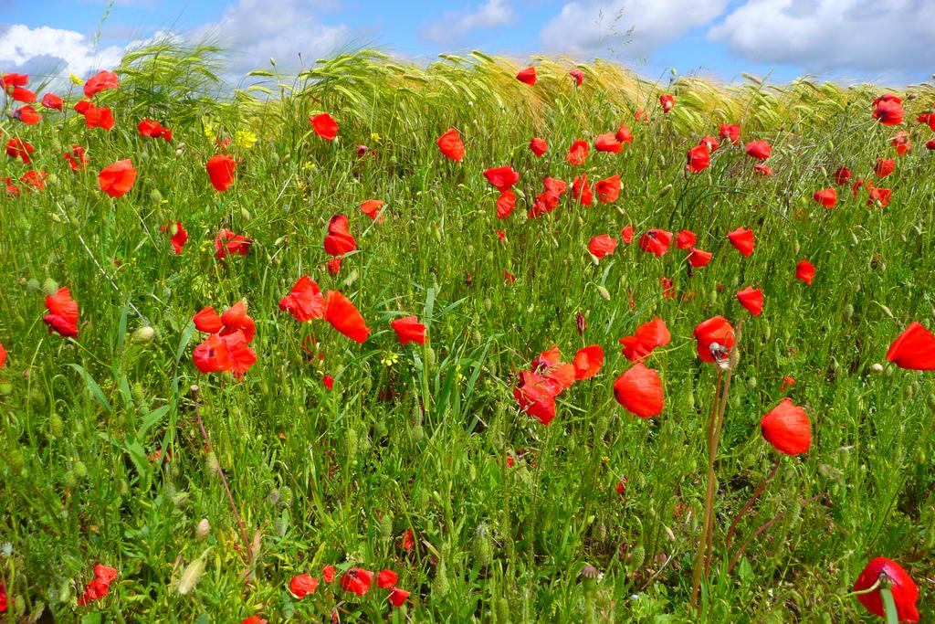 Gentil coquelicot...