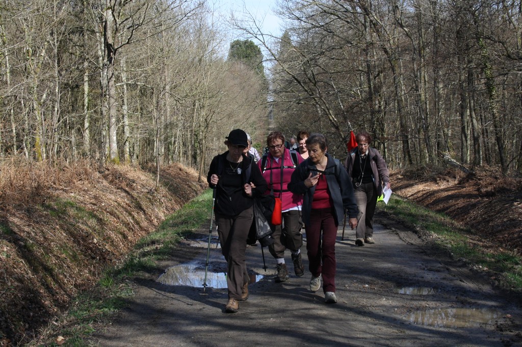 Allée de la forêt de Perseigne